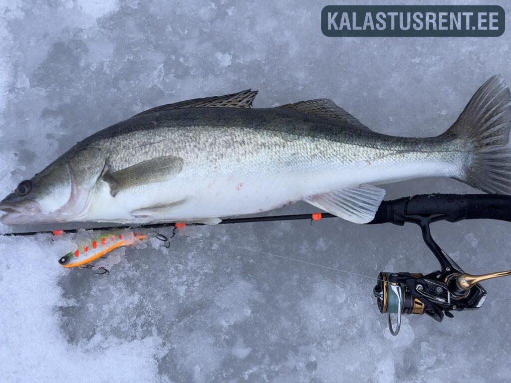 Jääpüügil tabatud koha lebamas jääl, kõrval spinninguritv ja kunstlant; taustal jäine pind ning Kalastusrent.ee logo.